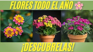 15 Plantas que Florecen Todo el Año Las MEJORES para tu Jardín y Fácil de Cuidar [upl. by Saltsman631]