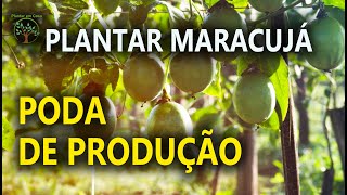 Cuidados com Pé de Maracujá em Casa como Produzir de forma Simples [upl. by Rehtaeh412]