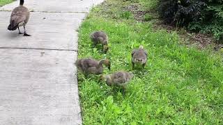 Two Geese watching over their Baby Goslings [upl. by Britteny156]