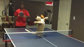 Cats Playing Ping Pong [upl. by Jard]