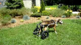 Tiggy a paralyzed boxer with degenerative myelopathy gets her Eddies Wheels [upl. by Doris]