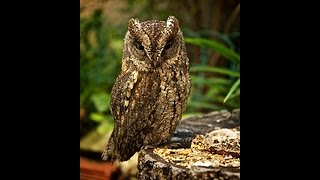 Verso dellAssiolo Eurasian Scops Owl song Otus scops [upl. by Swiercz452]