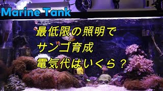 【エコで楽しもう！海水魚77】サンゴ育成にはLED照明なら何Wぐらい必要？ [upl. by Inait]