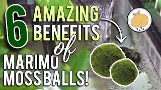 6 Amazing BENEFITS of MARIMO MOSS BALLS  AquariumFish Howto 🐟 [upl. by Ainerol]