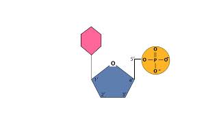 Macromolecules Nucleic Acids and Proteins Animations [upl. by Cristine]