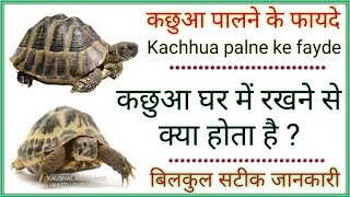 KACHHUA PALNE KE FAYDE  कछुआ पालने के फायदे  कछुआ घर में रखने से क्या होता है [upl. by Moriah]