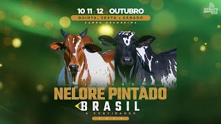 VEM AÍ LEILÃO PINTADO BRASIL 🇧🇷 Convite especial direto da Fazenda São Lourenço [upl. by Ande]