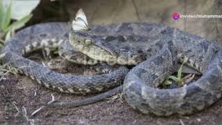 The deadly golden lancehead viper [upl. by Adigun]