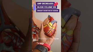 The Heart’s Hormones 🫀Anatomy amp Physiology [upl. by Hilly366]