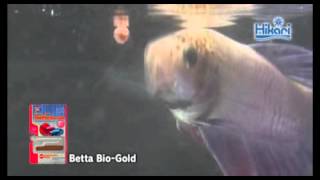 Betta BioGold 【KYORINHIKARITropicalfish Diets】 [upl. by Aerona]