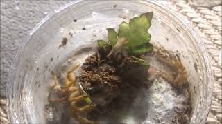 Tarantula Feeding Video 148 Part 2  Threat Pose and Escapees [upl. by Acimehs]