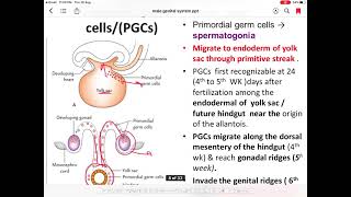 Male genital system development [upl. by Ressler]