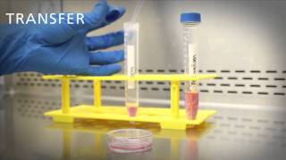 Subculture Protocol for ArunA Biomedicals hNP1™ Cells [upl. by Wynne590]