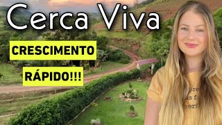 JARDIM COM CERCA VIVA DE CRESCIMENTO RÁPIDO DICAS  ANTES e DEPOIS [upl. by Bree]