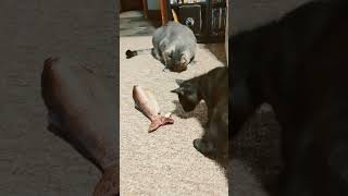 Floppy Fish Freaks out Cat Community [upl. by Murat439]