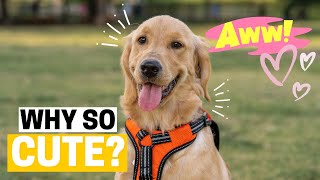 The Best Golden Retriever TikTok Compilation 2021  Dogs Of TikTok [upl. by Oz]