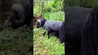 quotViral Moment Quessant Sheep Breaks a Tree in Secondsquot [upl. by Doowle682]