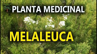 Mudas de Melaleuca Erva Baleeira e outras para todo Brasil no Sitio das Melaleucas [upl. by Seaton]