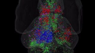 Zebrafish brain lights up during scan [upl. by Acihsay]