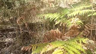 Helechos preeotoñales en la Sierra de Guadarrama Madrid España [upl. by Arturo]