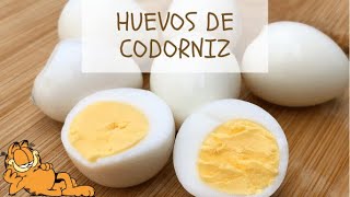 Cómo Cocer Huevos de Codorniz y Tiempo de Cocción ¡SUPER FACILES Y CON TRUCO [upl. by Tesil]