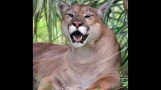 Florida Panther [upl. by Montfort]