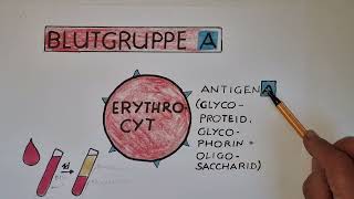 Vererbung der BLUTGRUPPEN wie MENDELT das  lessonsathome [upl. by Recor]