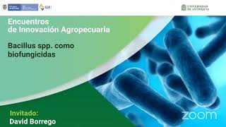 🌱Bacillus spp como biofungicidas [upl. by Okihsoy701]