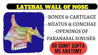 LATERAL WALL OF NOSE BONY FEATURES concha  meatus [upl. by Yeoj931]