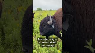 Check out this herd of bison at Midewin National Tallgrass Prairie shortsvideo shortsfeed shorts [upl. by Lamonica808]