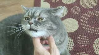 Adorable Scottish Straight Cat Loves Neck Scratches Funny Cat Video [upl. by Adest]