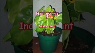 Philodendron heartleaf indore plant 😍 like share subscribe [upl. by Neellek]