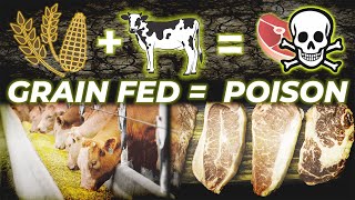 The Dangers of Grain Fed Beef [upl. by Alamaj927]