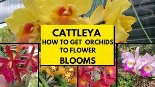 How I get Cattleya orchids to bloom special feature with fun facts [upl. by Sirronal]