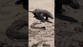 Komodo detecting moray eel carcasses [upl. by Nnaynaffit]