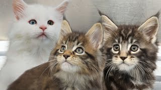 Adorable Maine Coon Kittens [upl. by Cherrita]