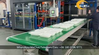 PP Clamshell Food Container Lunch Box Thermoforming Machine [upl. by Aihsemat]