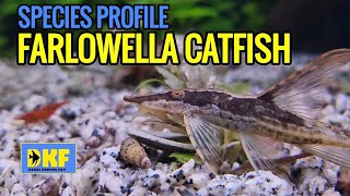 SPECIES PROFILE FARLOWELLA CATFISH [upl. by Niel380]