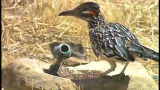 Bird of the Week Greater Roadrunner [upl. by Richel]