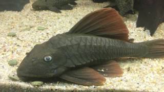 L137  Hypostomus soniae [upl. by Shellans923]