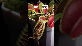 बिच्छू को खाने वाला पौधा  venus fly trap plant [upl. by Candida]