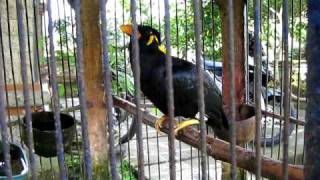 Amazing Talking Myna Bird [upl. by Ynffit961]