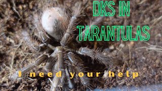 DKS dyskinetic syndrome in tarantulas  dks dksintarantulas dyskineticsyndromeintarabtulas [upl. by Netsirhc]