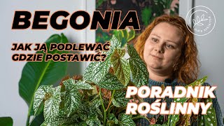 BEGONIA  jak podlewać i gdzie postawić  PORADNIK roślinny [upl. by Salas]