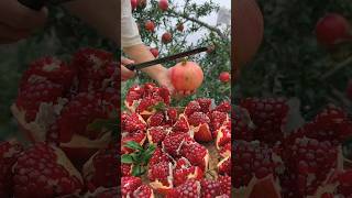 Amazing punica granatum cutting shortvideo facts garden [upl. by Fairley481]