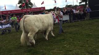 Tullamore Show 2015 Parade of champions [upl. by Naxela798]