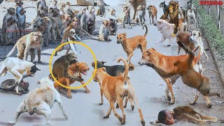 Monkey Attack on Dogs in India  250 Dogs Killed  The mother monkey seeks revenge  PITDOG [upl. by Conni]