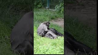 Sulawesi Black Crested Macaques at Thrigby Hall macaque thrigbyhall animals wildlife daysout [upl. by Aiam]