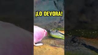 Serpiente DEVORA a un Cerdo 😨 [upl. by Jankell162]