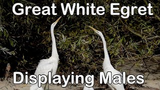 Great White Egrets  Displaying Males  2023 [upl. by Lejeune]